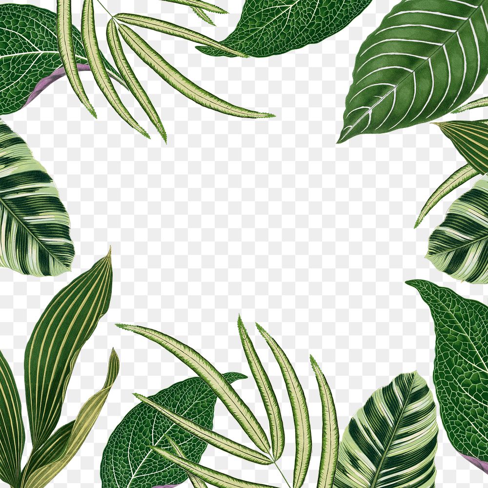 Leaf frame png, green botanical | Premium PNG - rawpixel
