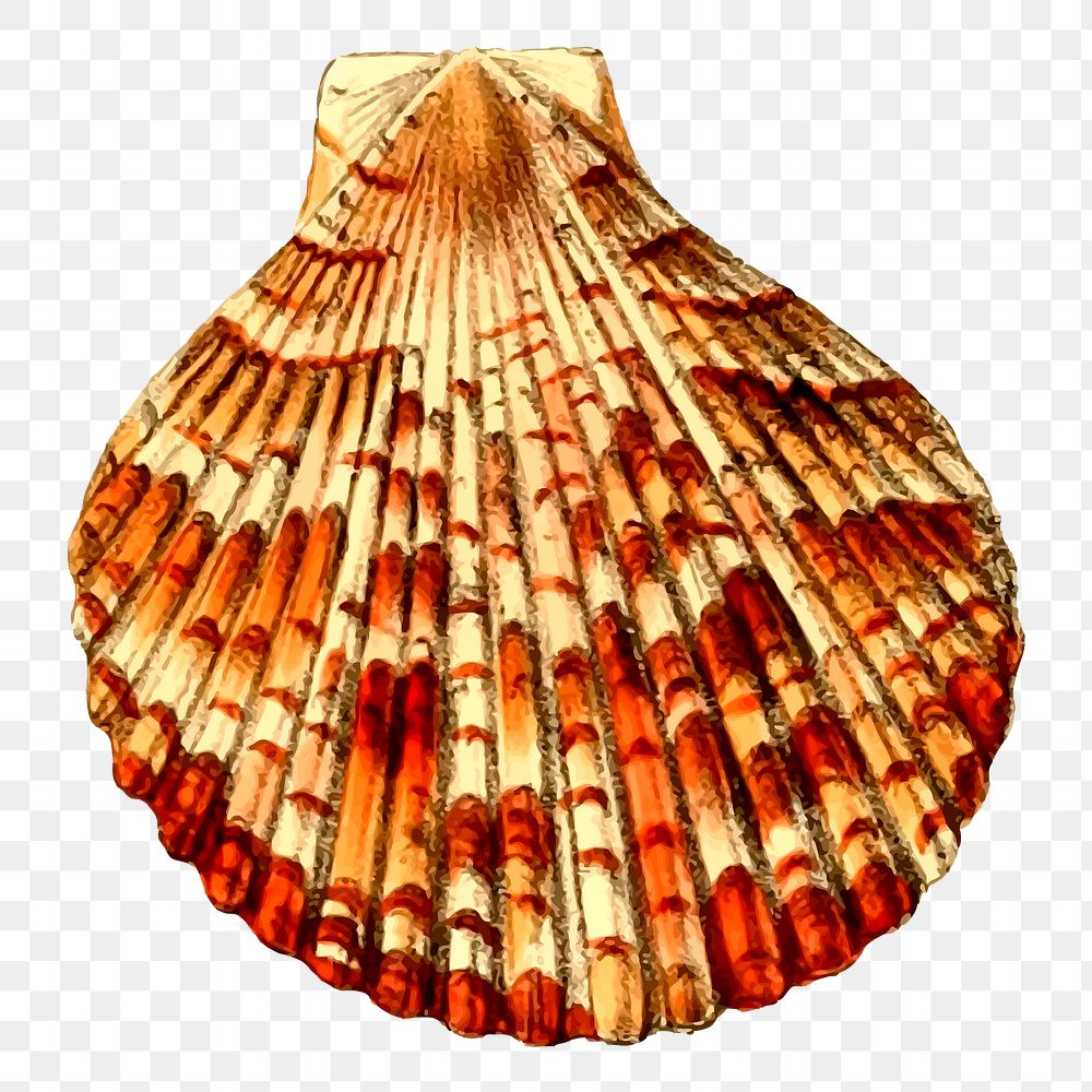 Seashell png sticker, transparent background. | Free PNG - rawpixel