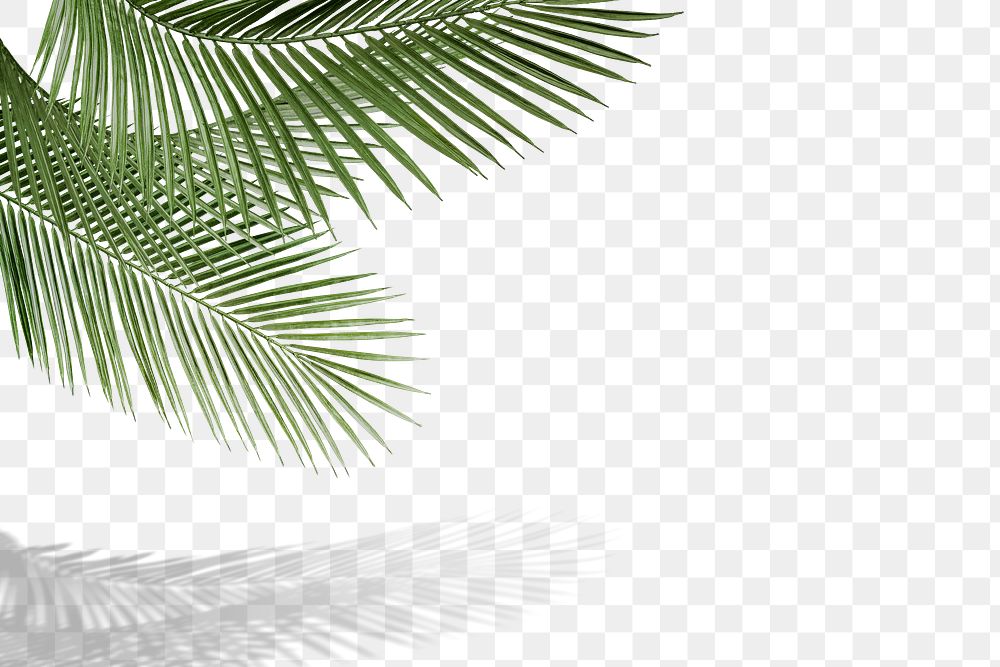 Palm leaf png border, transparent | Premium PNG - rawpixel