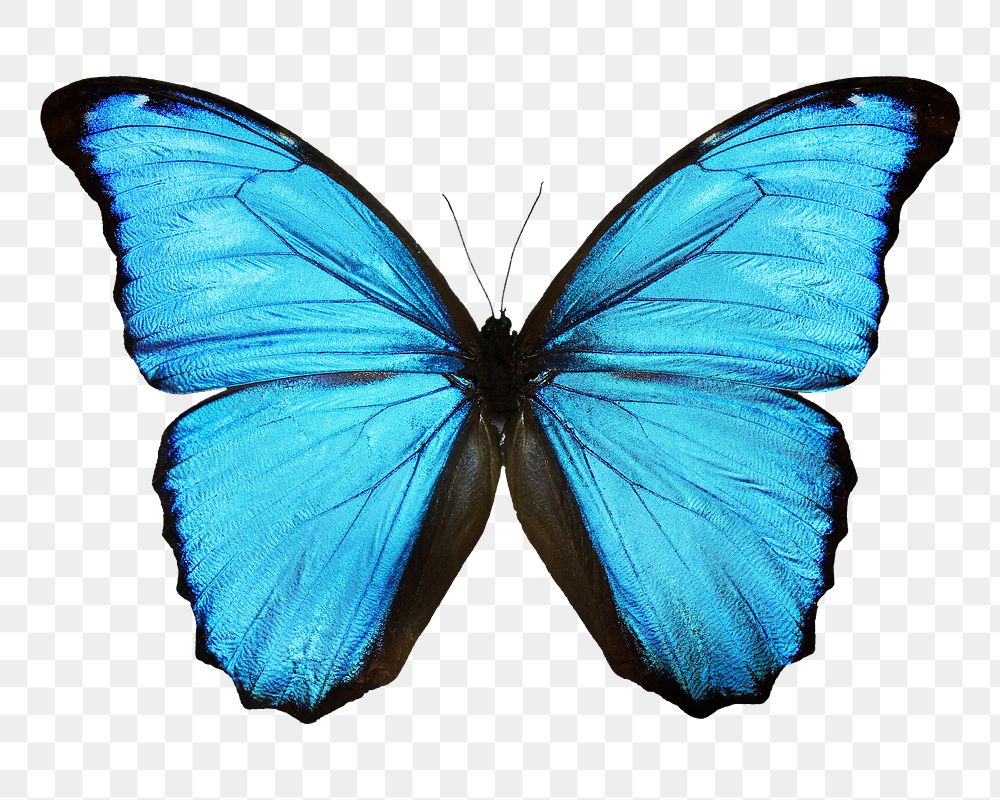 Blue Butterfly Png Sticker Transparent Free Png Rawpixel