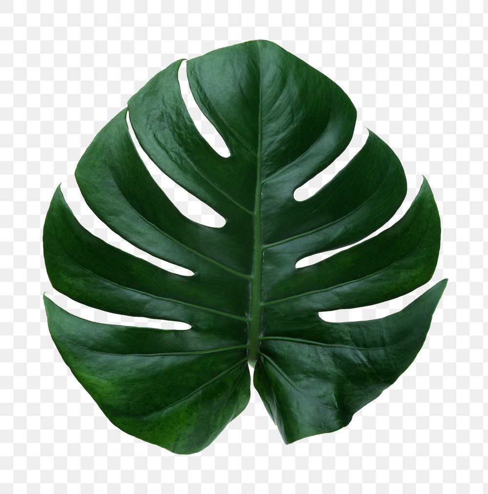 Monstera leaf png sticker, transparent | Free PNG - rawpixel