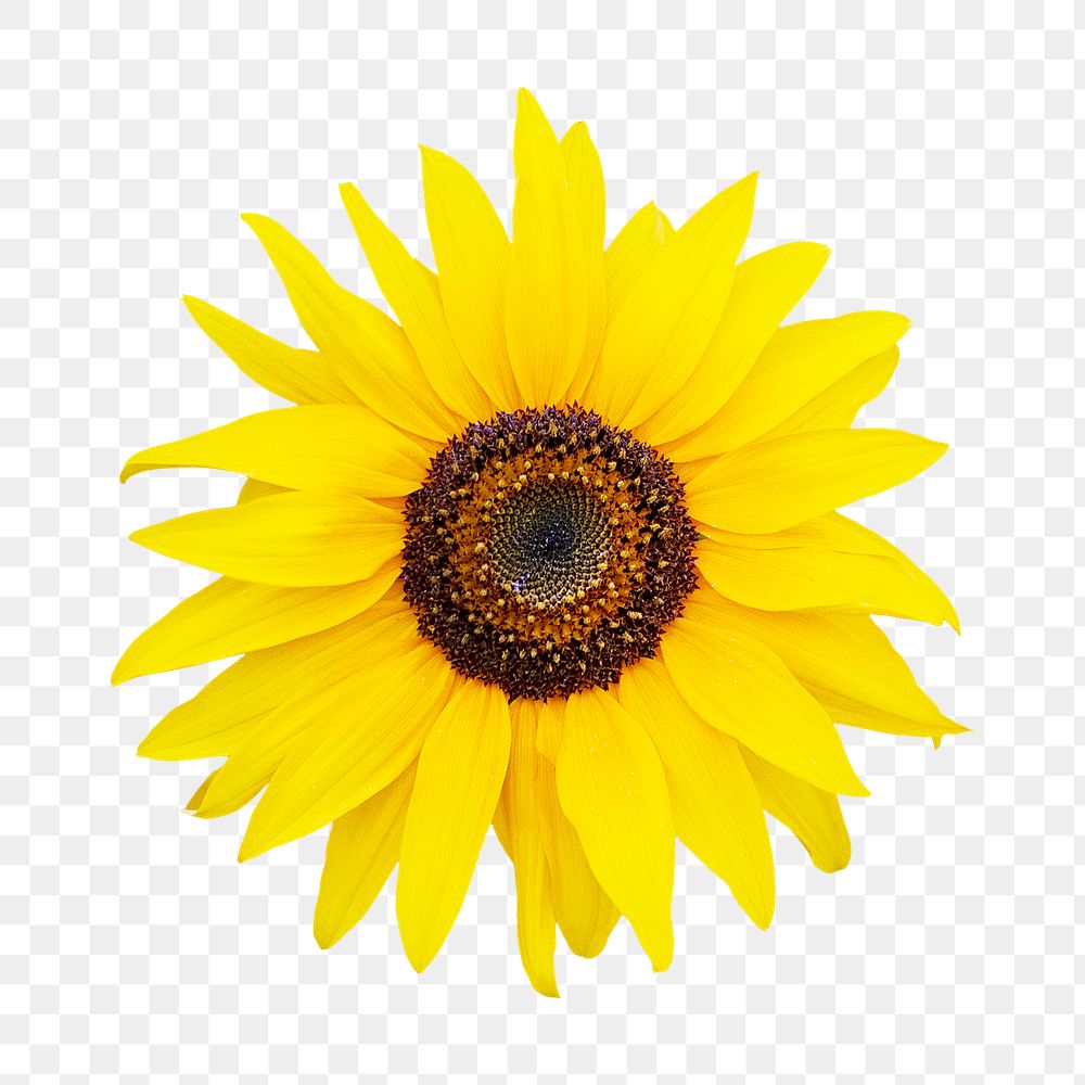 Sunflower png collage element, | Free PNG - rawpixel