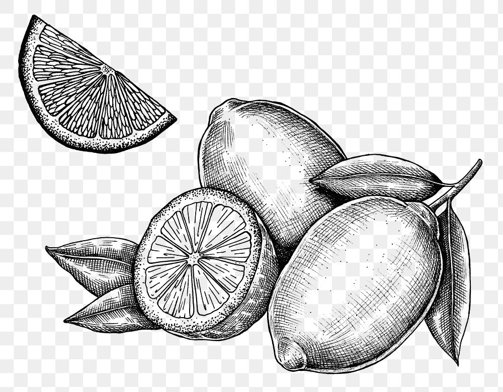 Lemons ink drawing