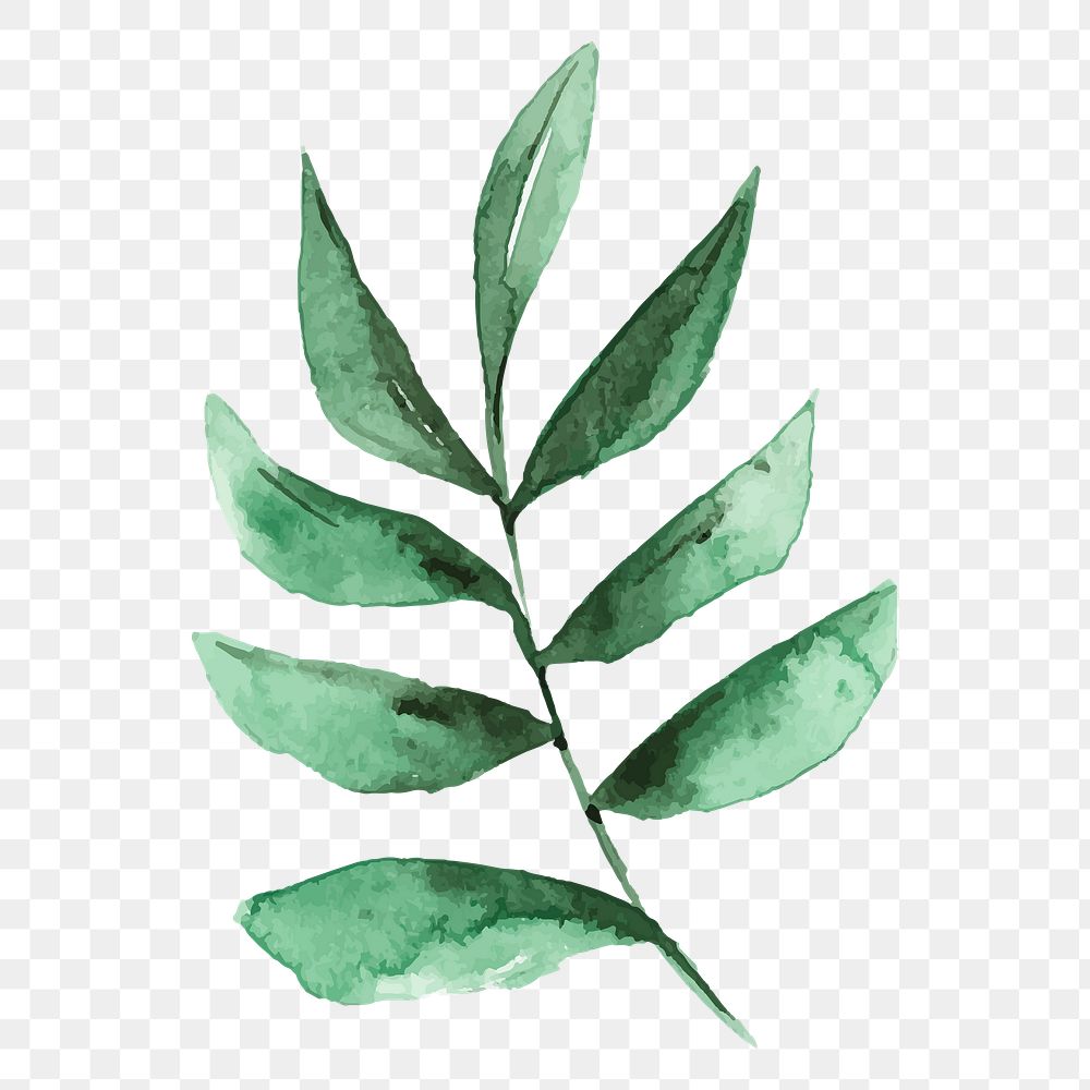 Smilax branch png leaf sticker, | Premium PNG - rawpixel