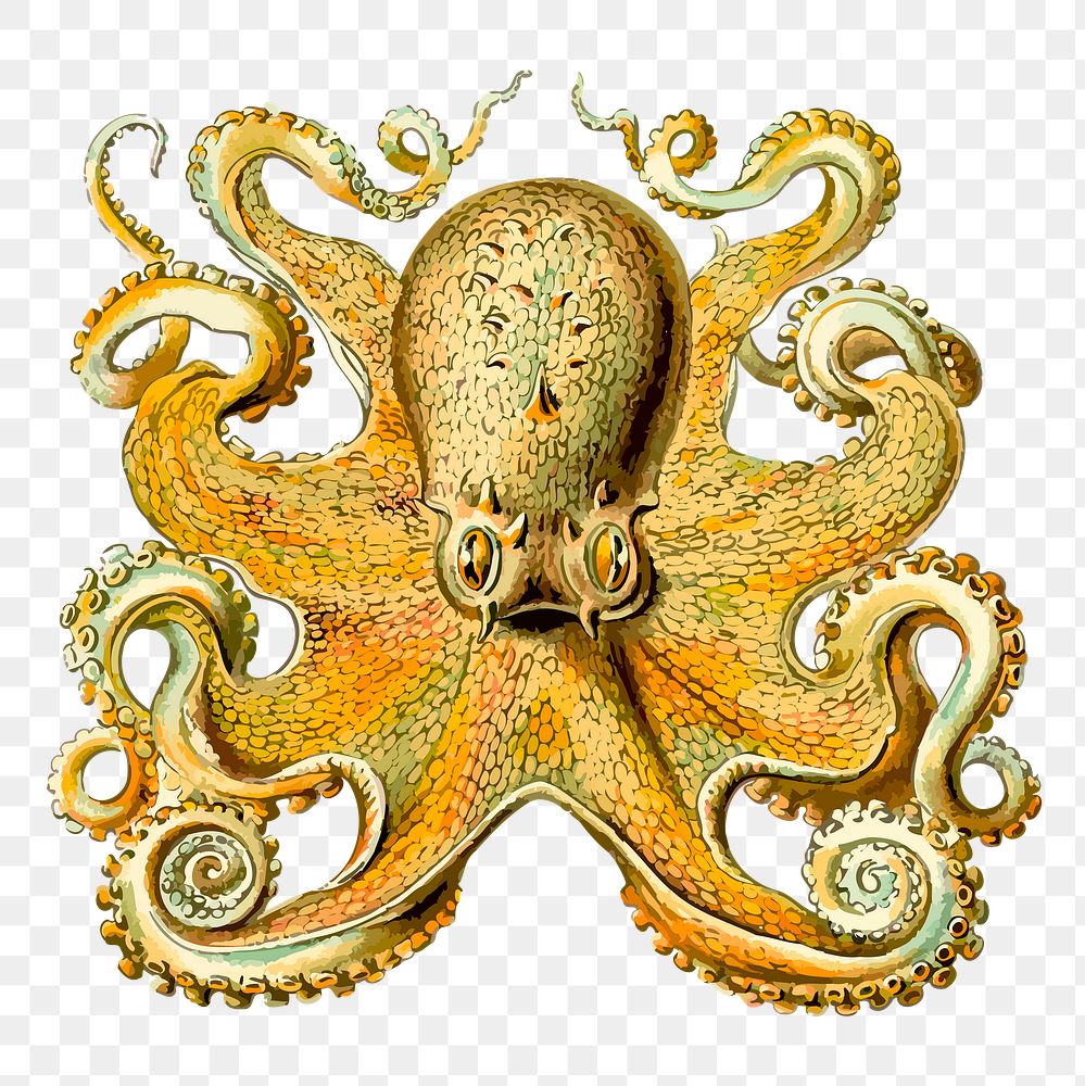 Octopus