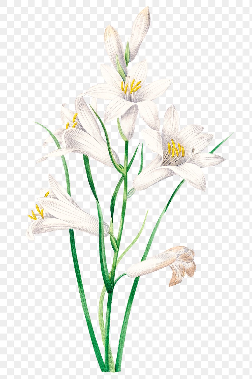 White lily flower png botanical illustration,… | Free stock ...