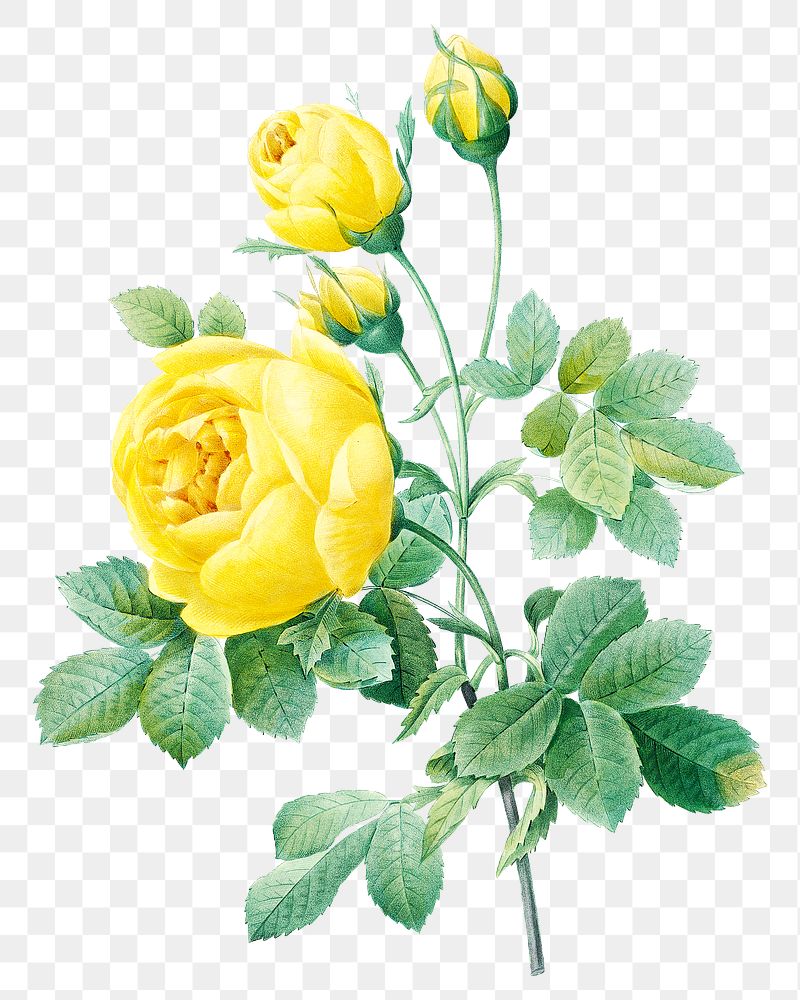 Yellow rose flower png botanical… | Free stock illustration | High Resolution graphic