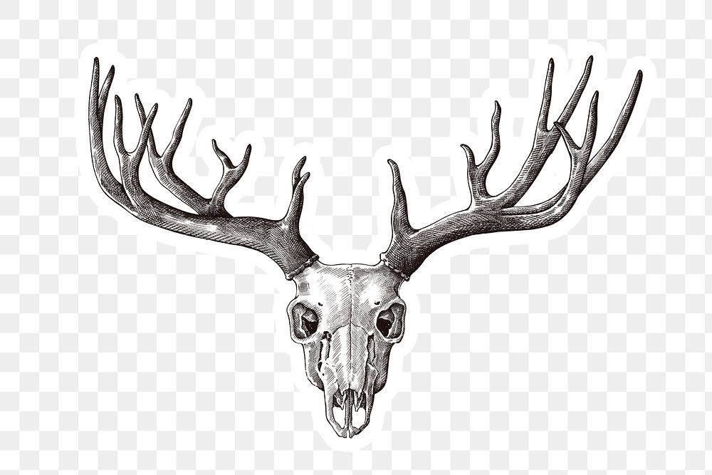 Hand drawn deer skull with antler | Free PNG Sticker - rawpixel