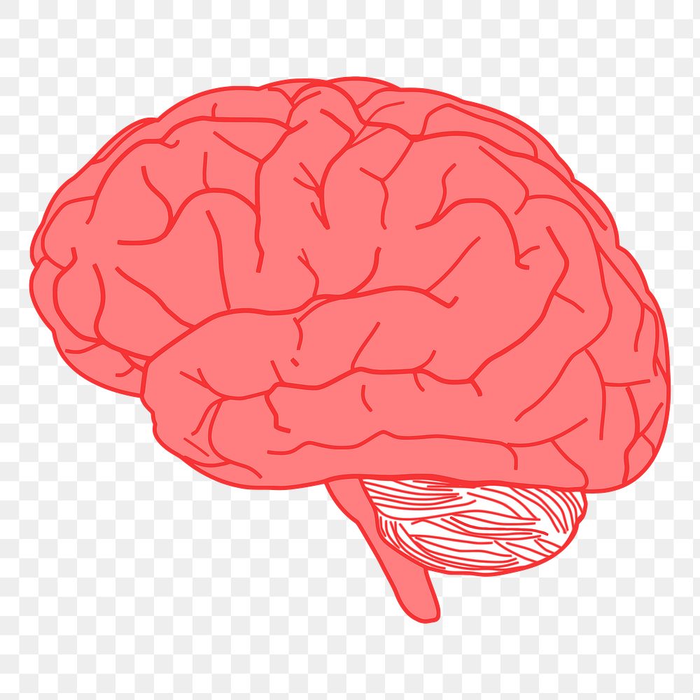 Human Brain Png Sticker Medical Free Png Rawpixel