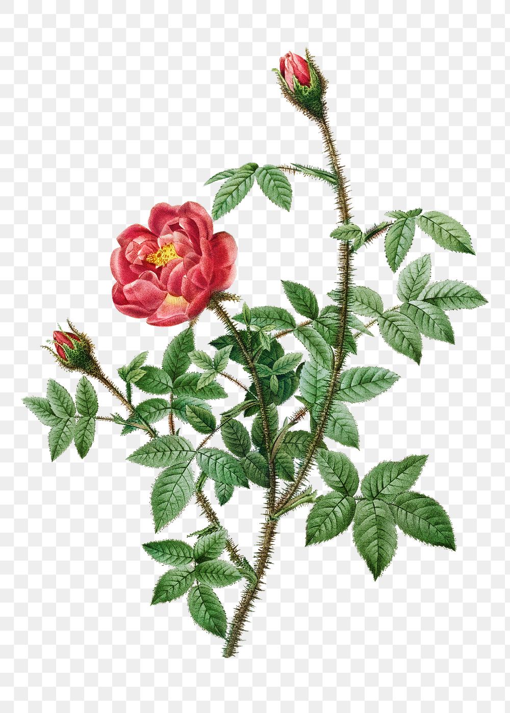 Moss rose transparent png | Free PNG Sticker - rawpixel