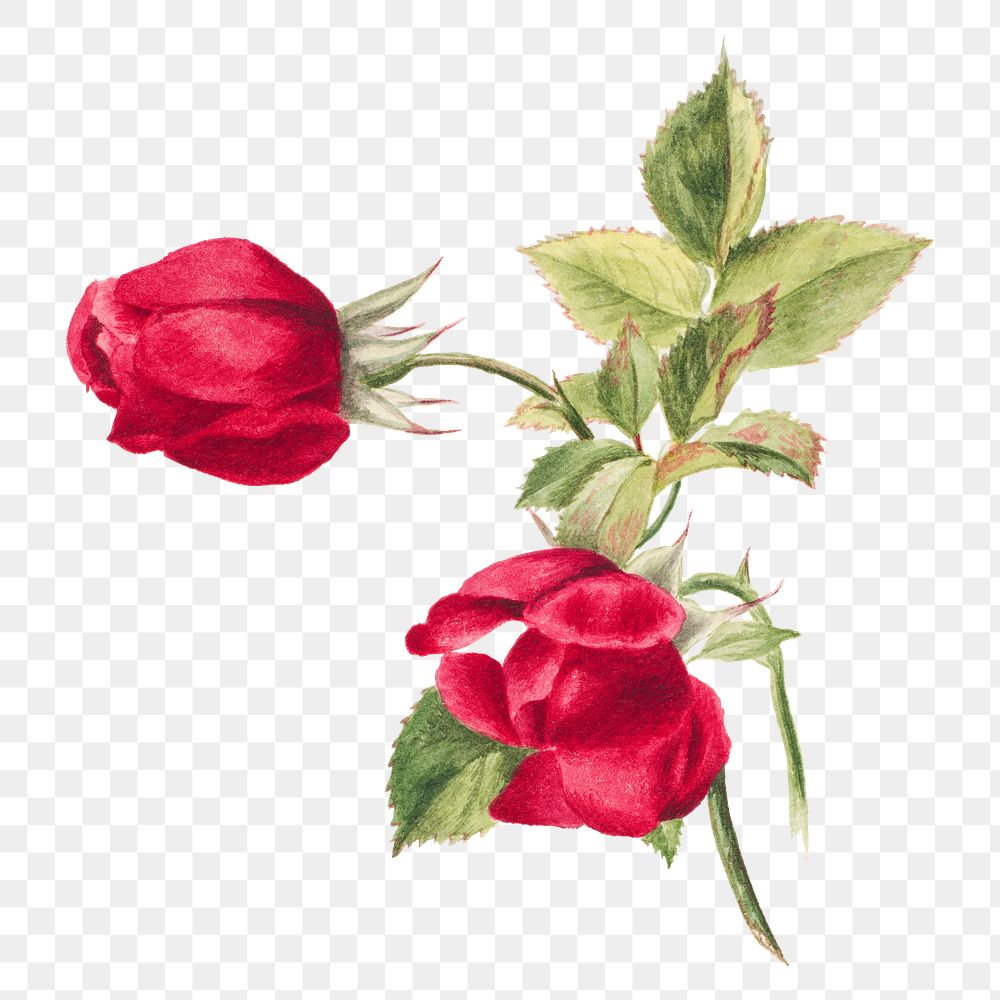 Red rose png botanical illustration | Premium PNG Sticker - rawpixel