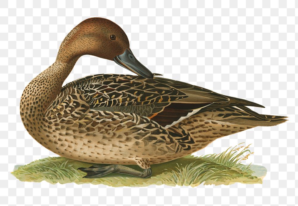 Png sticker northern pintail bird | Free PNG Sticker - rawpixel