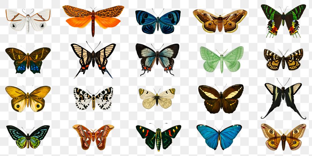 Vintage butterflies and moths png | Premium PNG - rawpixel