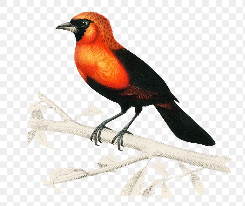 Vintage masked crimson tanager bird | Free PNG Sticker - rawpixel