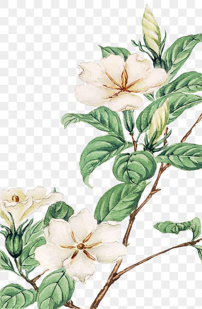 Vintage Japanese cape jasmine png | Free PNG Sticker - rawpixel