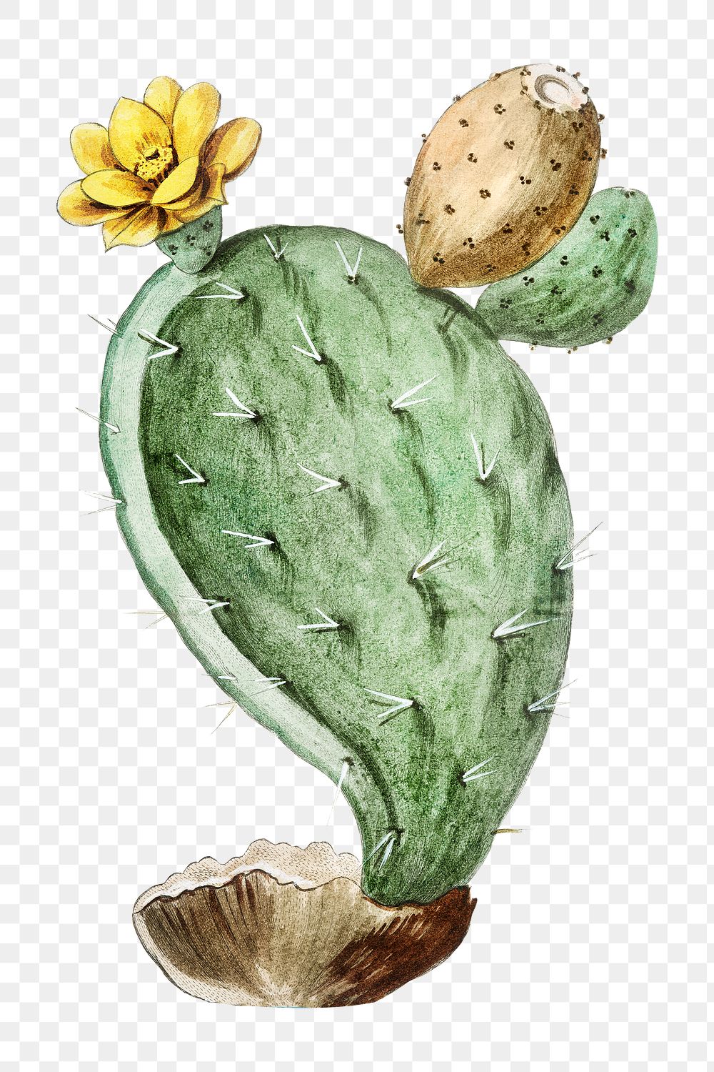 Prickly Pear, Indian Fig transparent | Free PNG Sticker - rawpixel