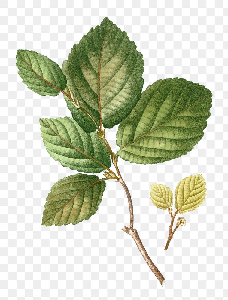 Vintage witch-hazel branch transparent png | Free PNG Sticker - rawpixel