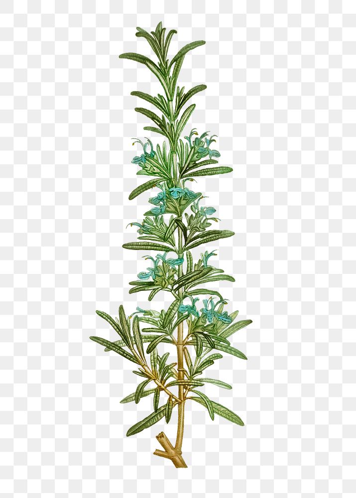 Rosemary branch plant transparent png | Free PNG Sticker - rawpixel