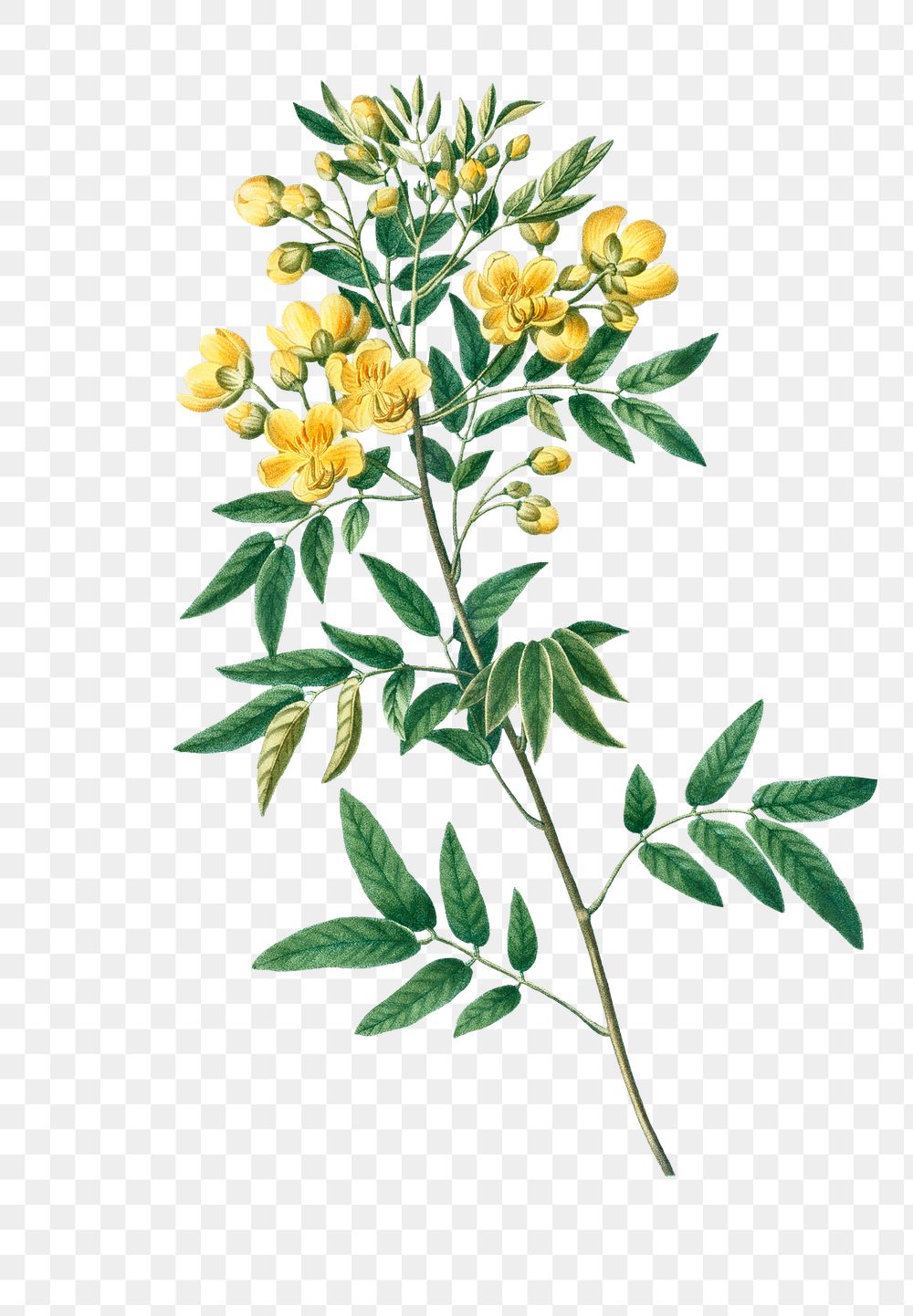 Argentine senna plant transparent png | Free PNG Sticker - rawpixel