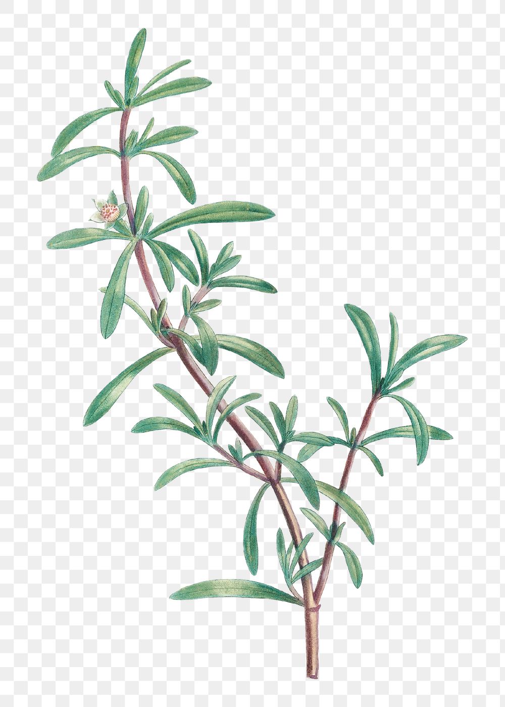 Hand Drawn Sesuvium Portulacastrum (sea 