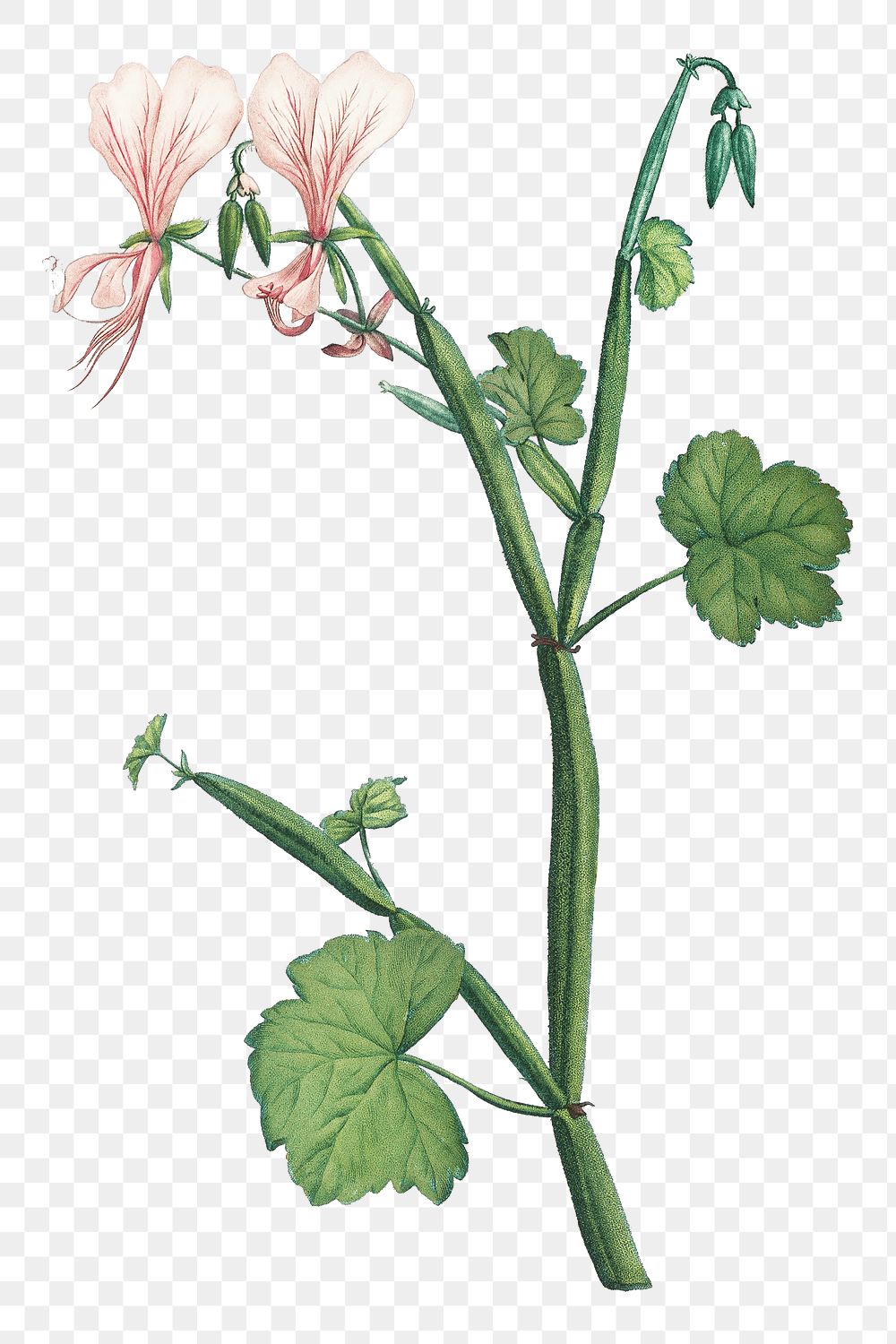 Hand drawn Pelargonium Tetragonum (Square–Stemmed | Free PNG Sticker ...