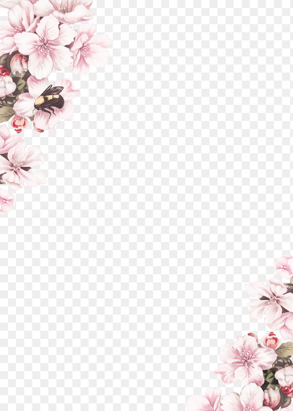 Cherry blossom flower border frame | Premium PNG - rawpixel