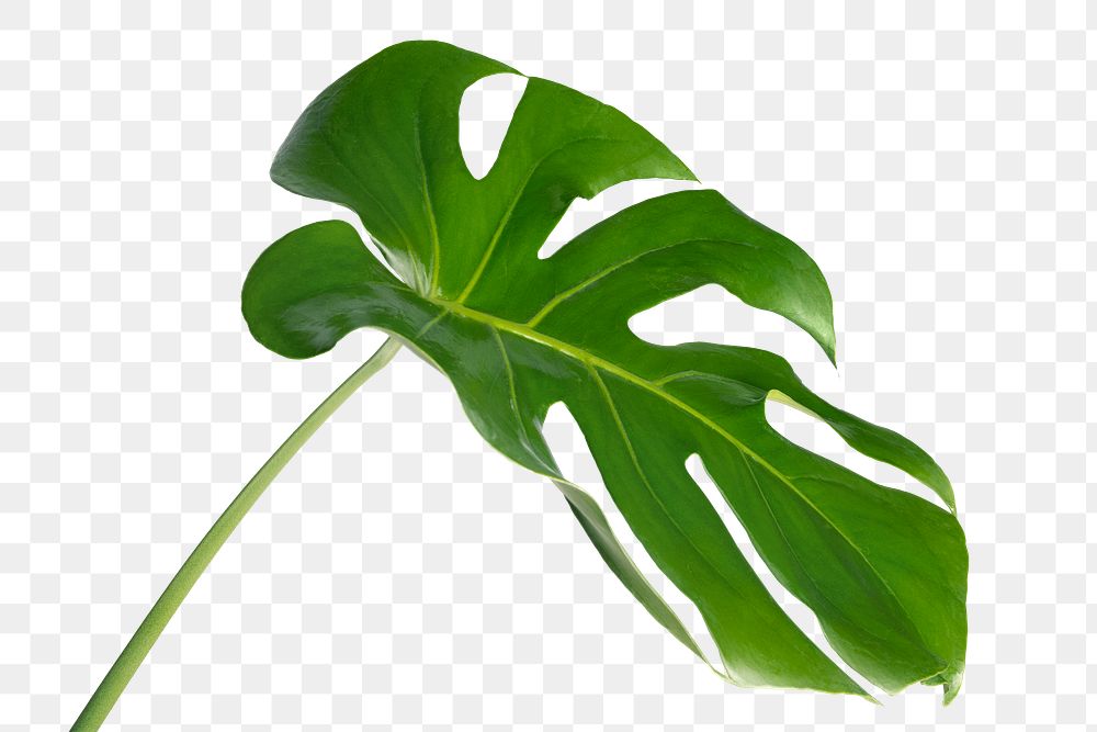 Split leaf philodendron, monstera plant | Premium PNG Sticker - rawpixel