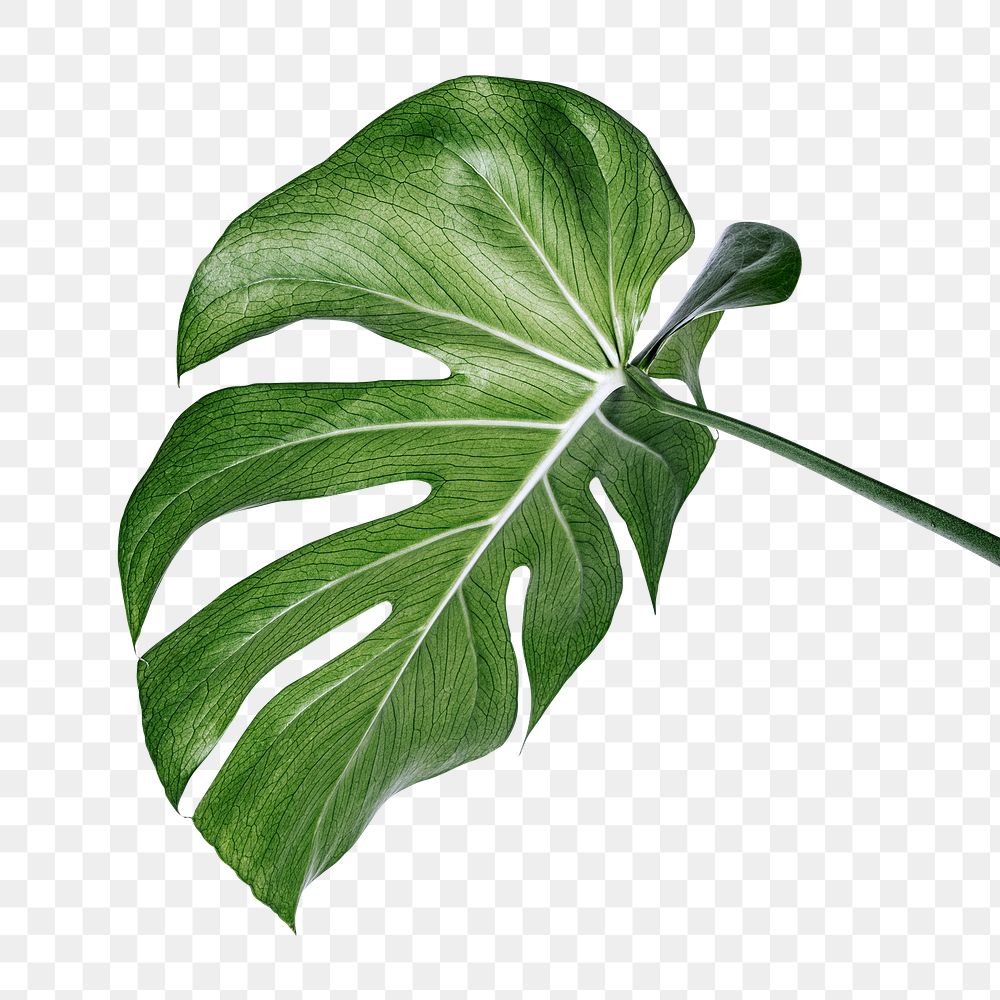 Split leaf philodendron, monstera plant | Free PNG Sticker - rawpixel