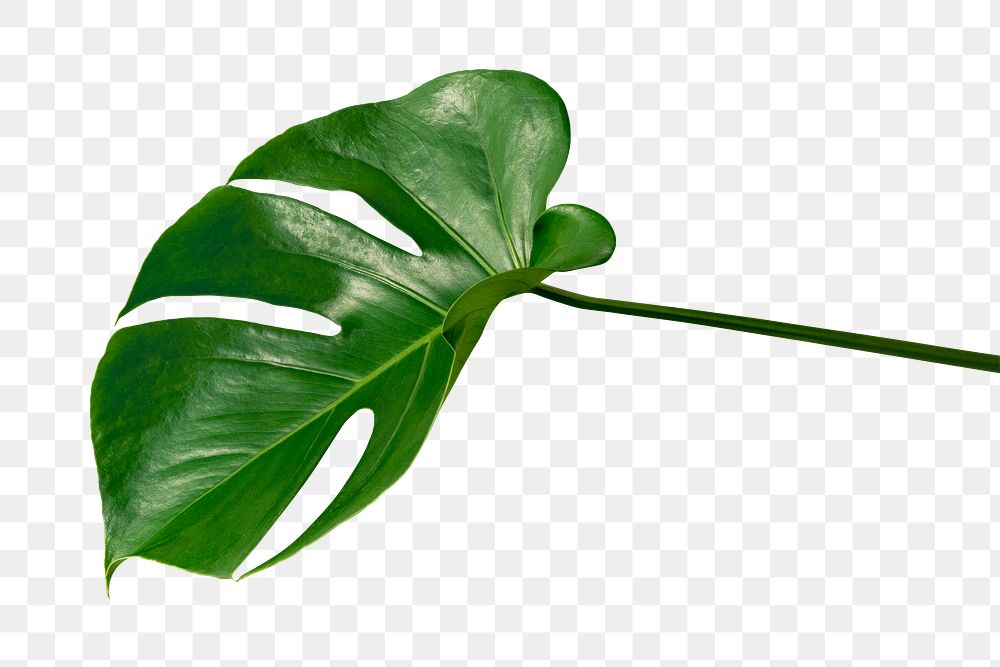 Split leaf philodendron, monstera plant | Premium PNG Sticker - rawpixel