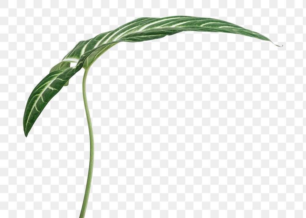 Tropical Alocasia leaf design element | Free PNG Sticker - rawpixel