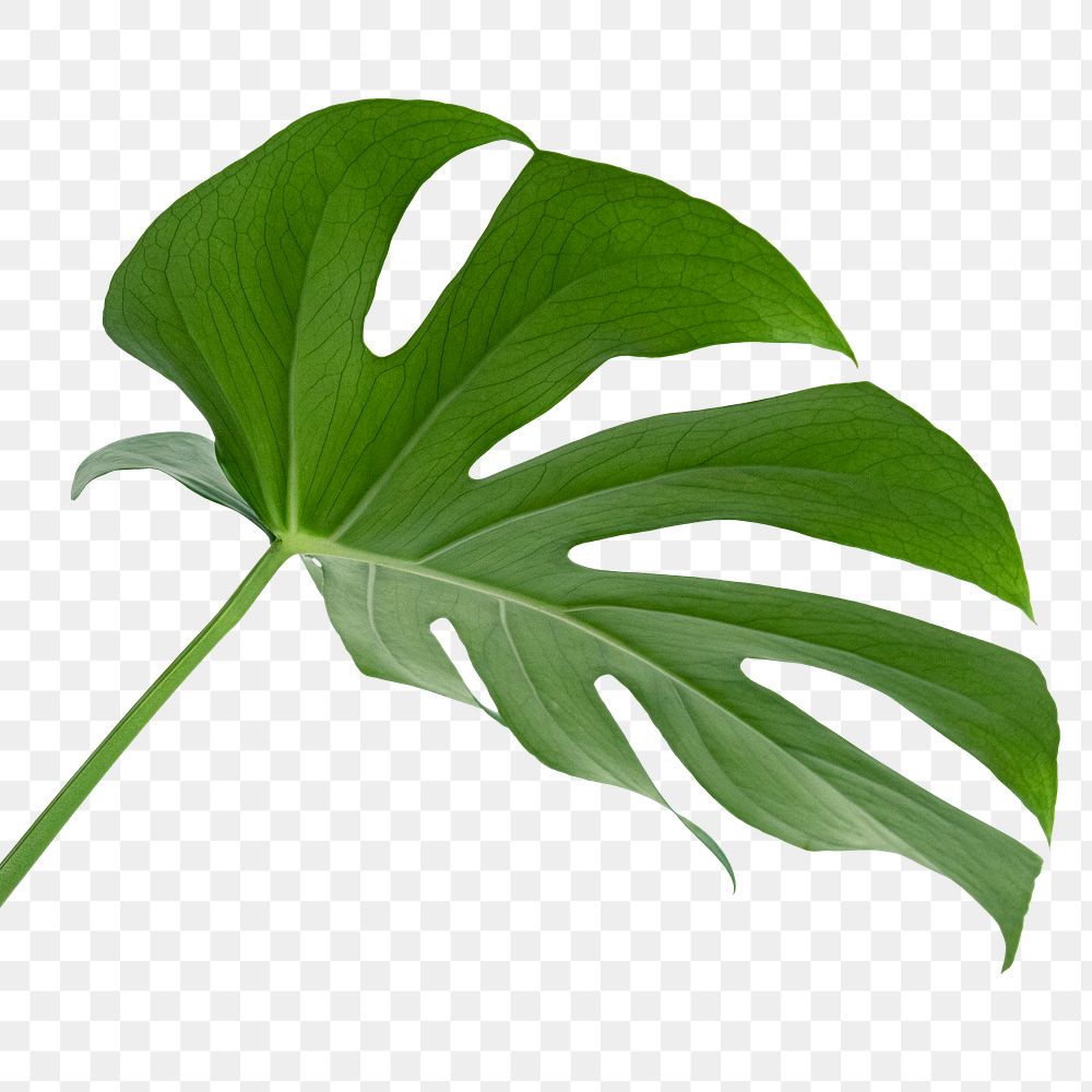 Split leaf philodendron, monstera plant | Premium PNG Sticker - rawpixel