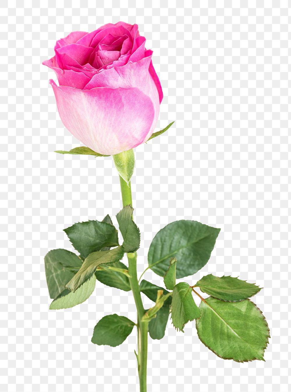 Pink Rose Flower Transparent Png Premium Png Sticker Rawpixel