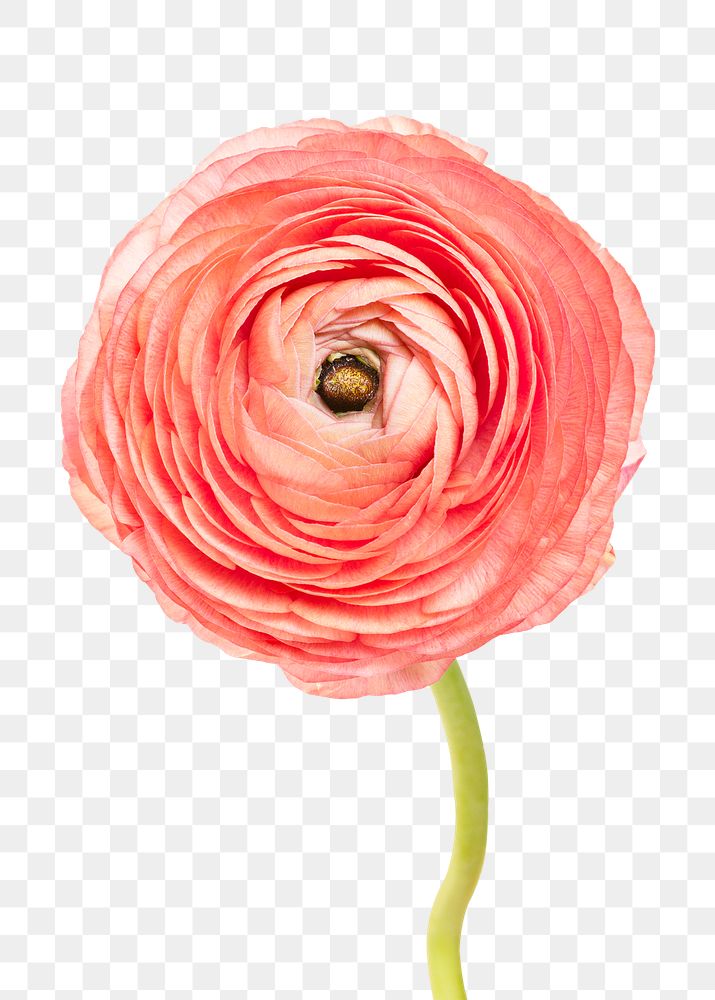 Blooming pink ranunculus flower transparent | Premium PNG Sticker ...