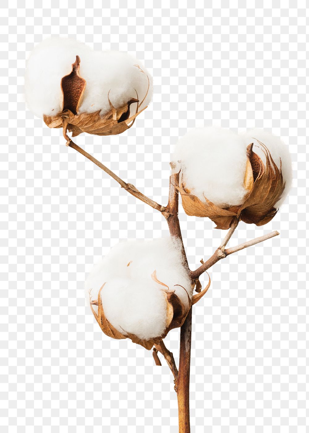 Dried fluffy cotton flower branch | Premium PNG Sticker - rawpixel