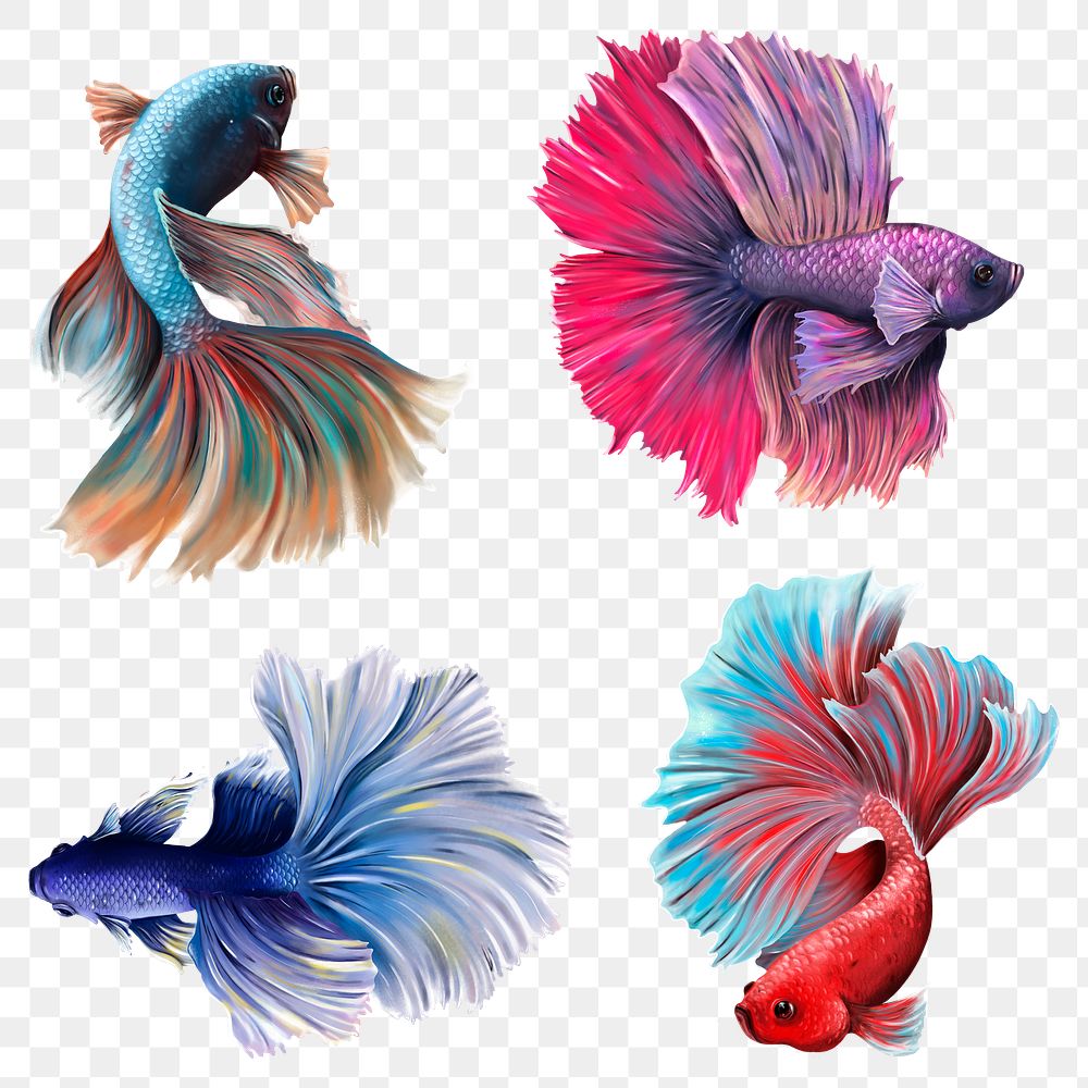 Beautiful betta fish collection design | Premium PNG - rawpixel