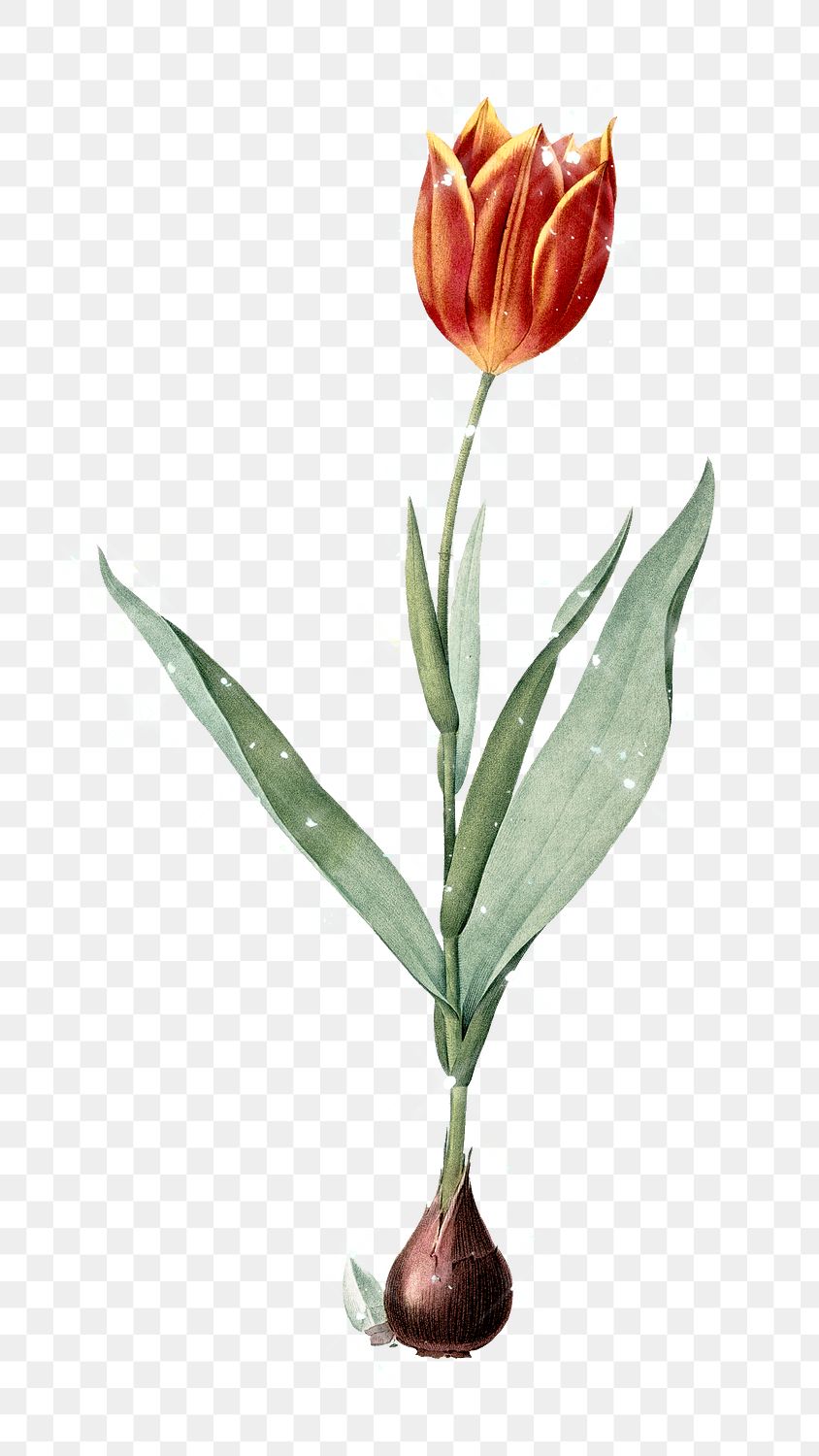 Hand drawn sparkling orange tulip | Free PNG Sticker - rawpixel