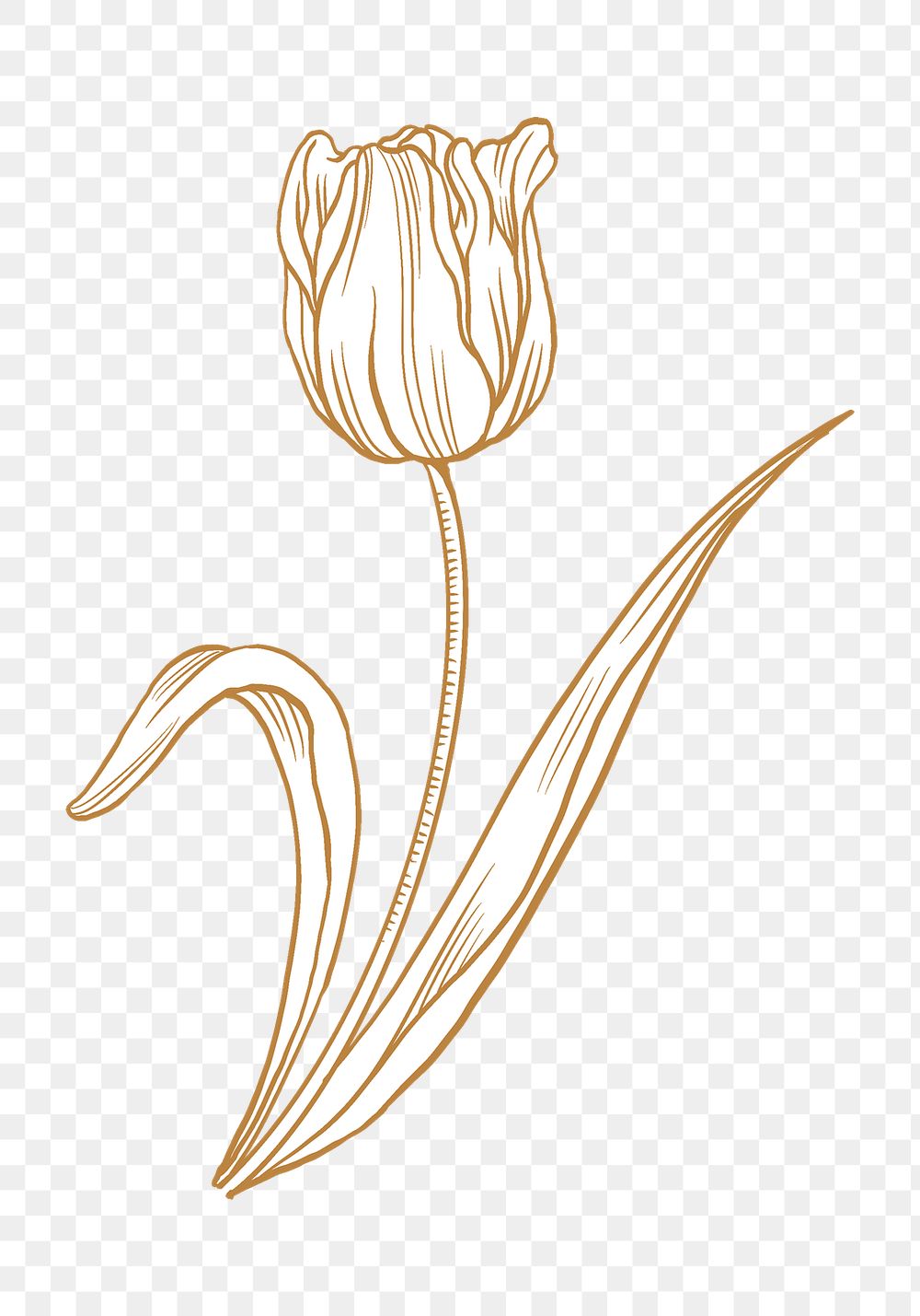 Vintage tulip flower png tattoo | Premium PNG Sticker - rawpixel