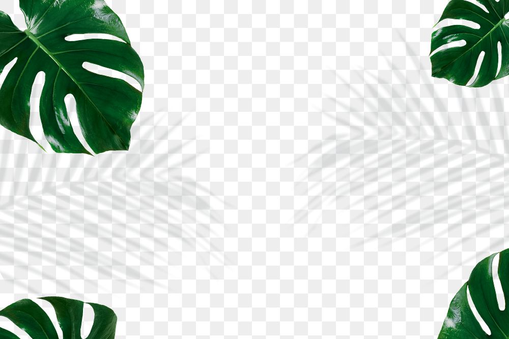 Green Monstera and palm leaves shadow png | Free stock illustration ...