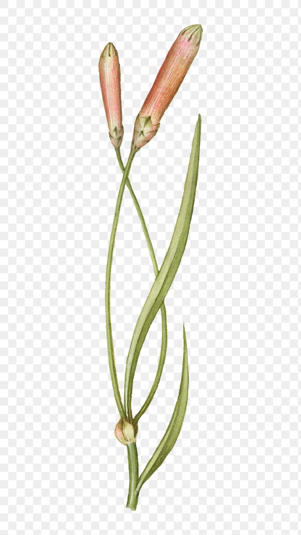 Hand drawn pink carnation flower bud png | Free stock illustration