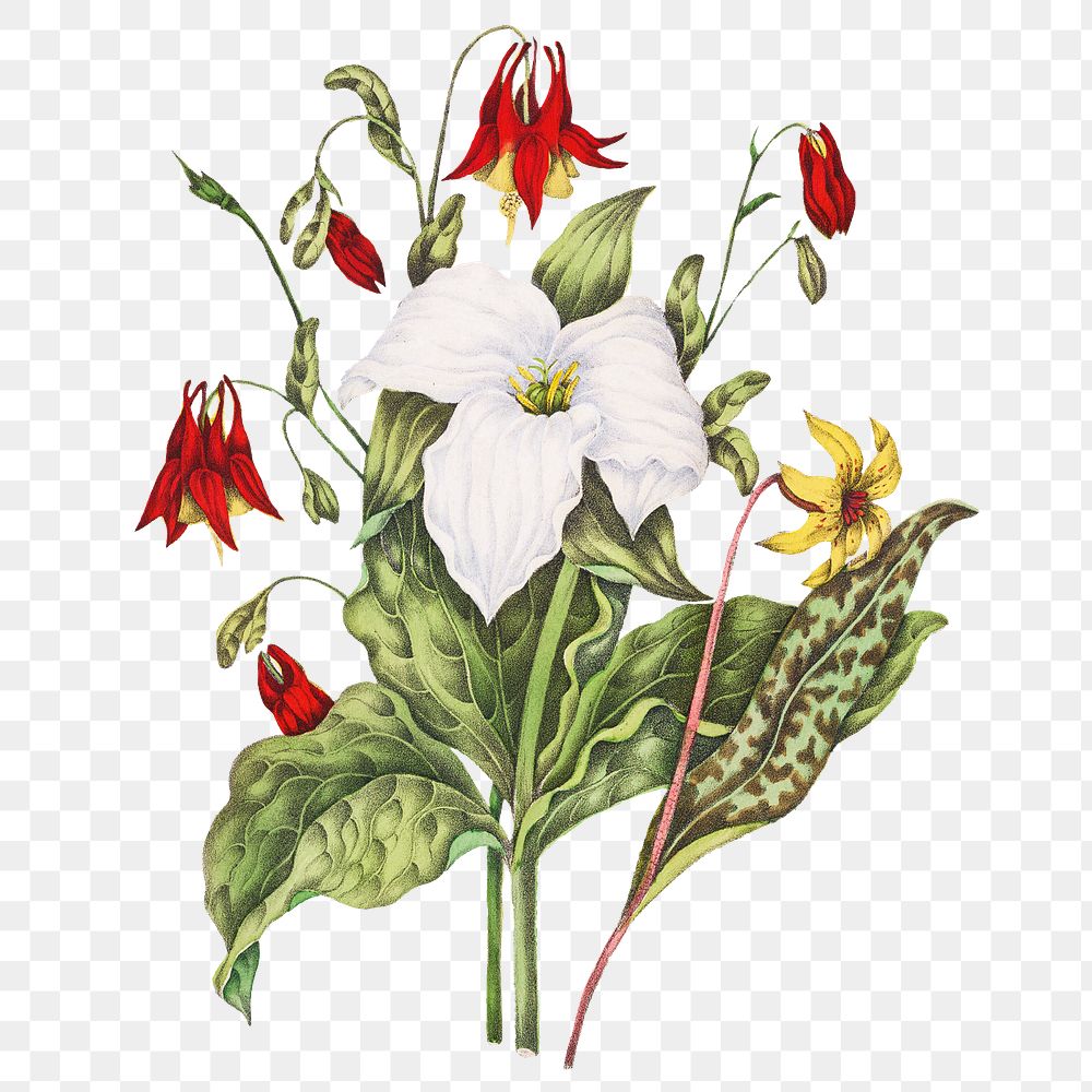 Vintage Canadian wild flowers png