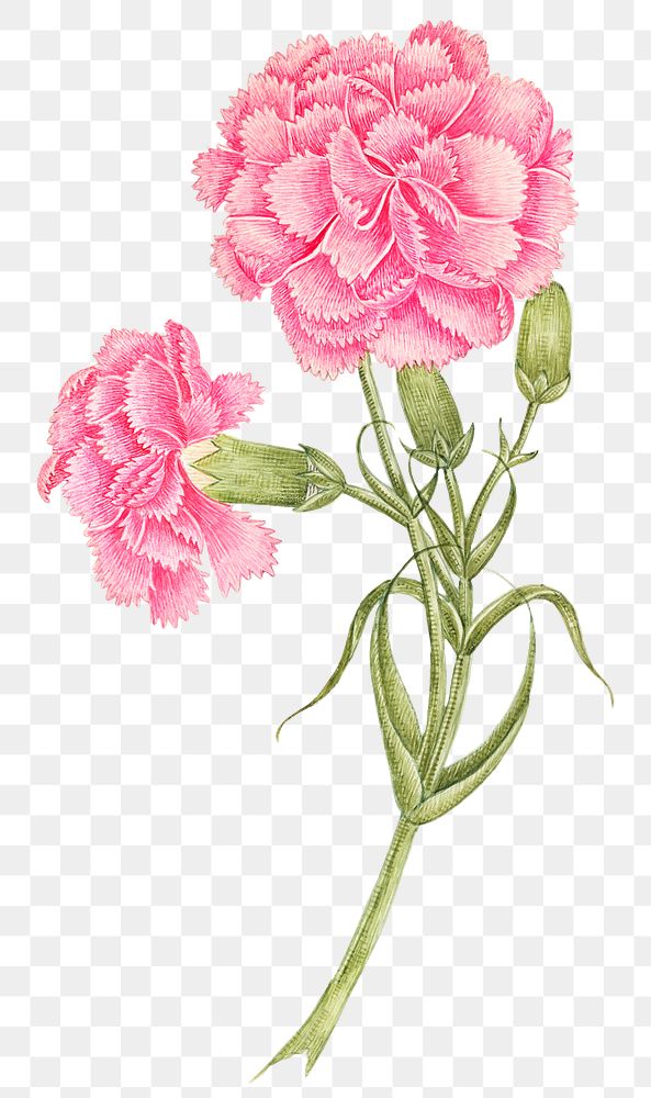 Vintage pink carnations png illustration, Free PNG Sticker rawpixel