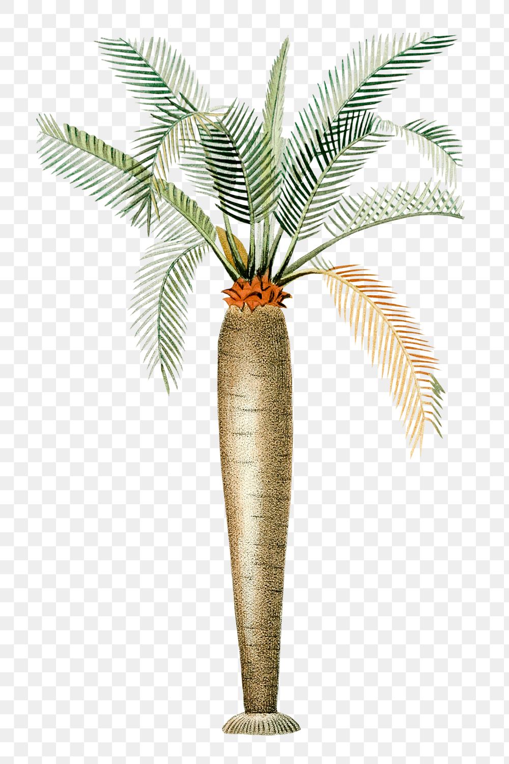 Vintage png palm tree illustration | Premium PNG Sticker - rawpixel