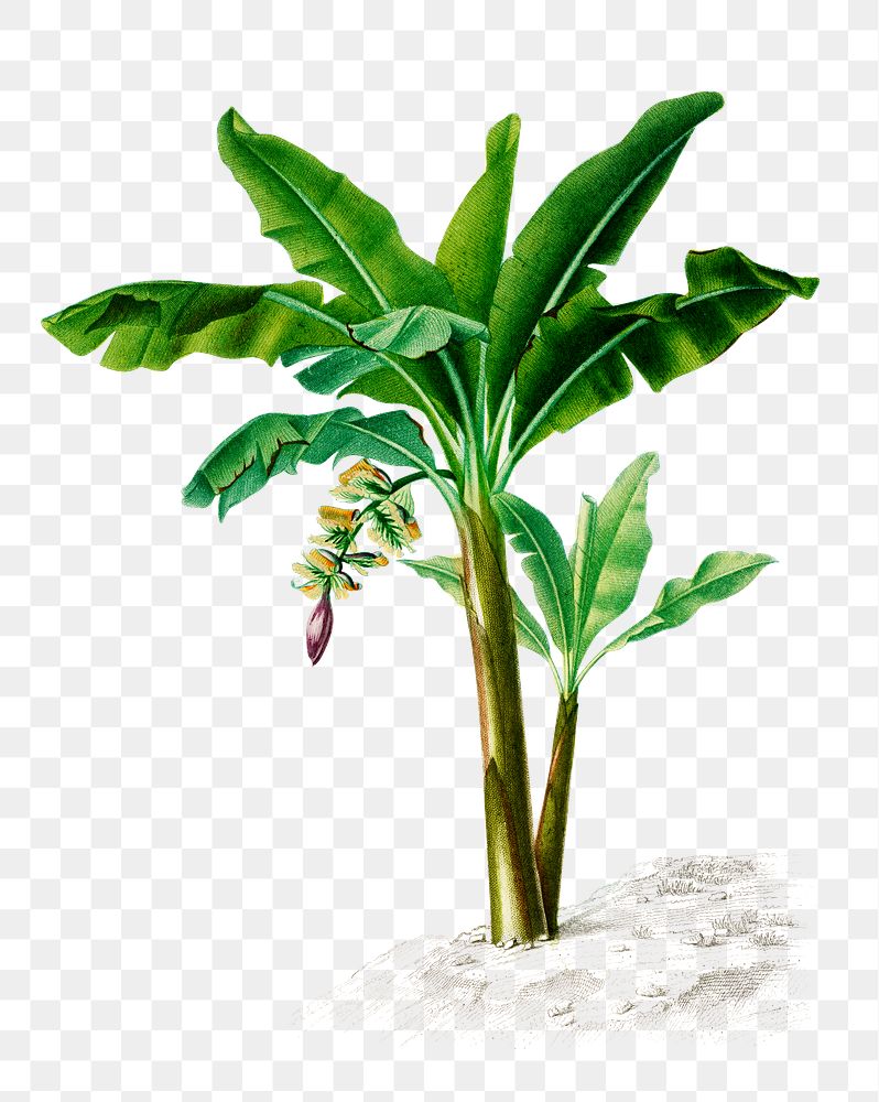 Hand drawn png banana tree, remix from… | Free stock illustration