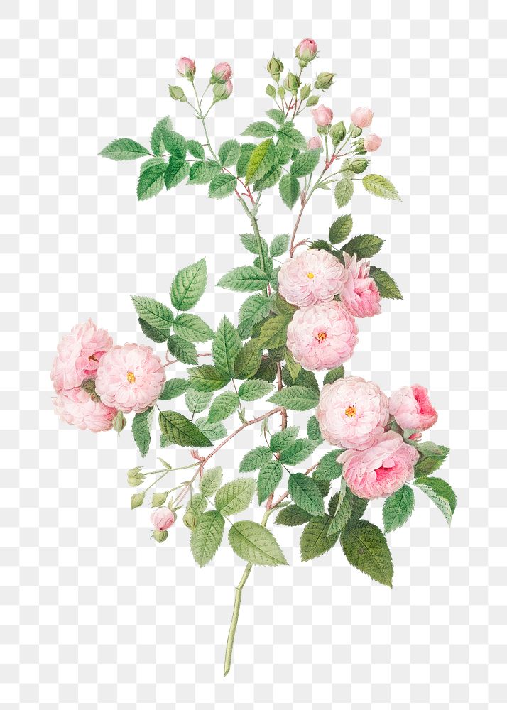 Pink baby roses | Free stock illustration | High Resolution graphic