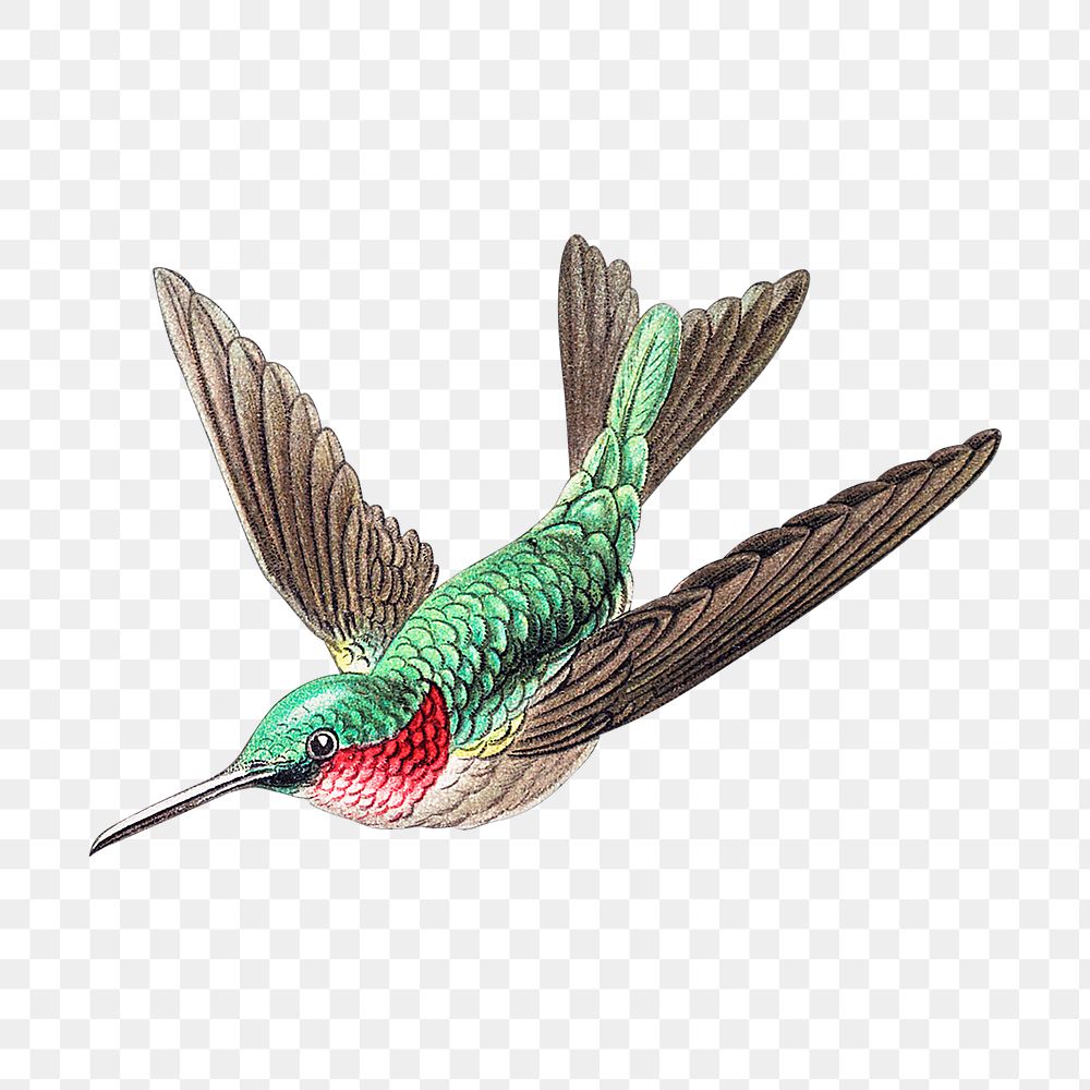 Colorful Vintage Hummingbird Illustration Transparent Premium Png