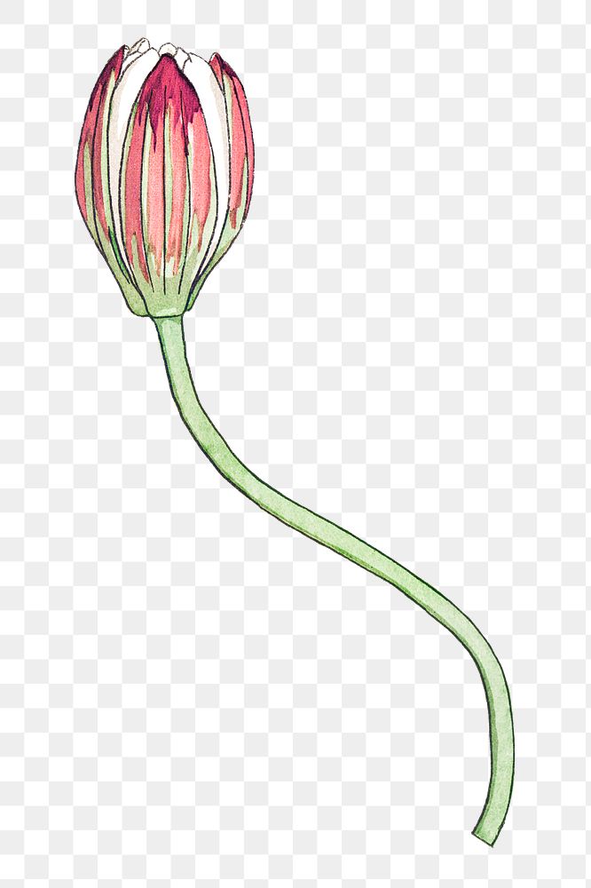 Vintage Water Lily Flower Transparent Free Png Sticker Rawpixel