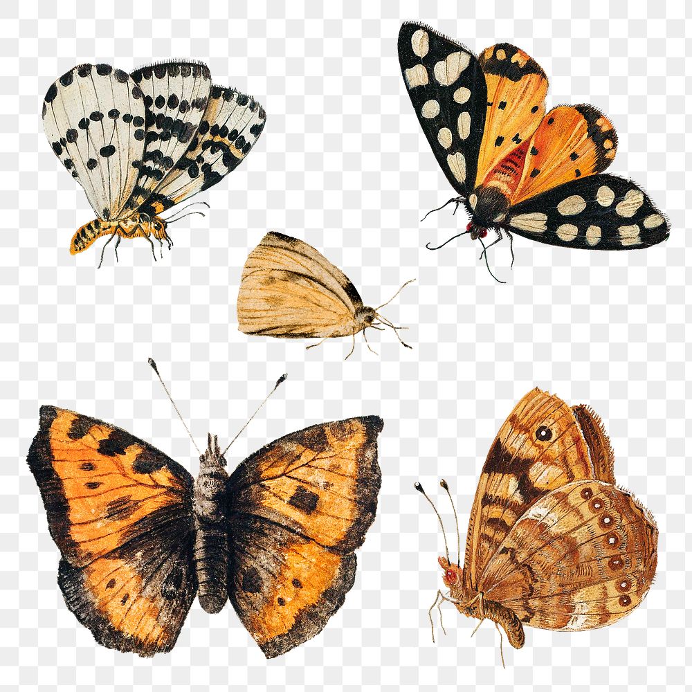 Vintage Butterfly set illustration… | Free stock illustration | High