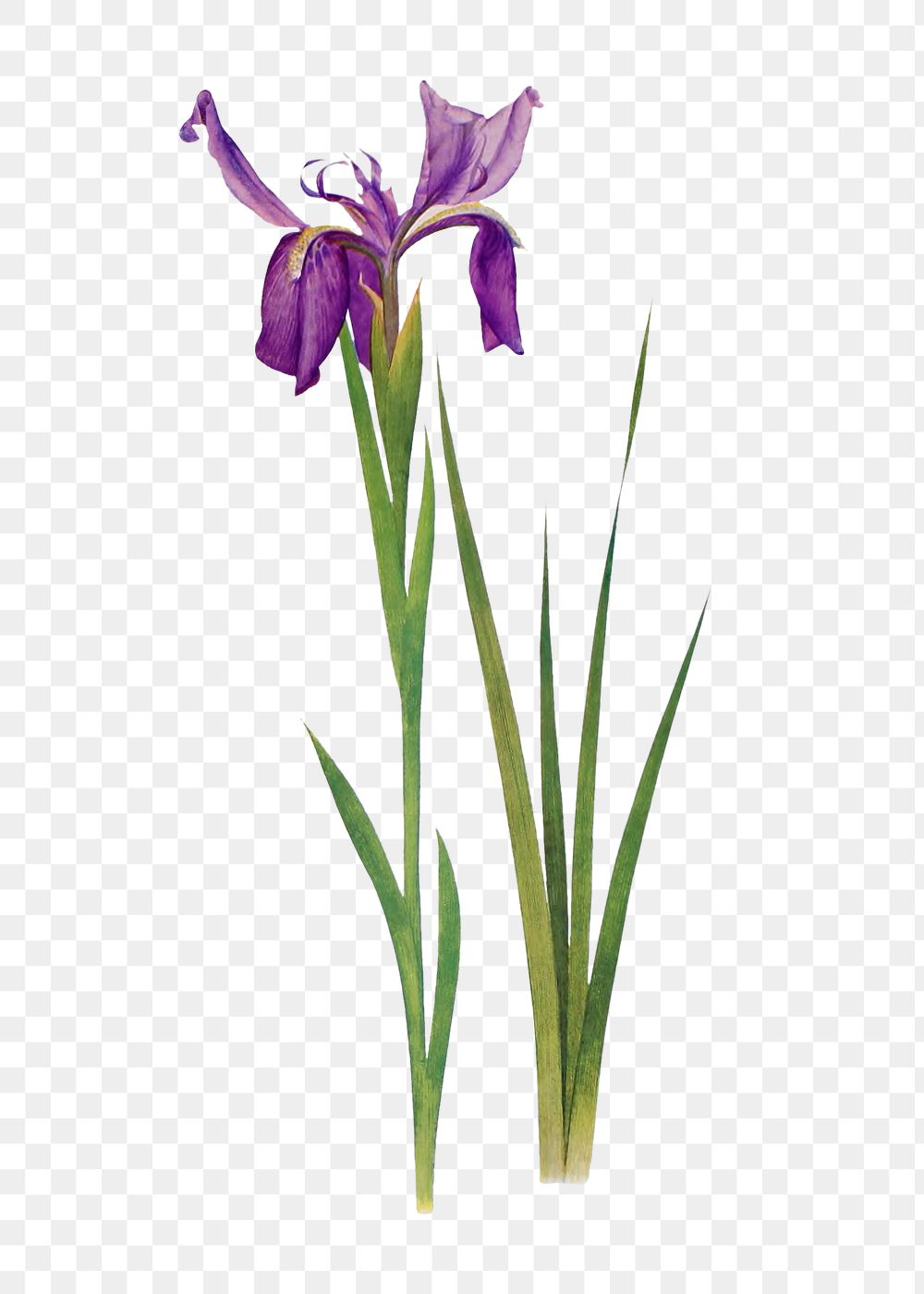 Vintage Iris flower illustration transparent | Free PNG Sticker - rawpixel