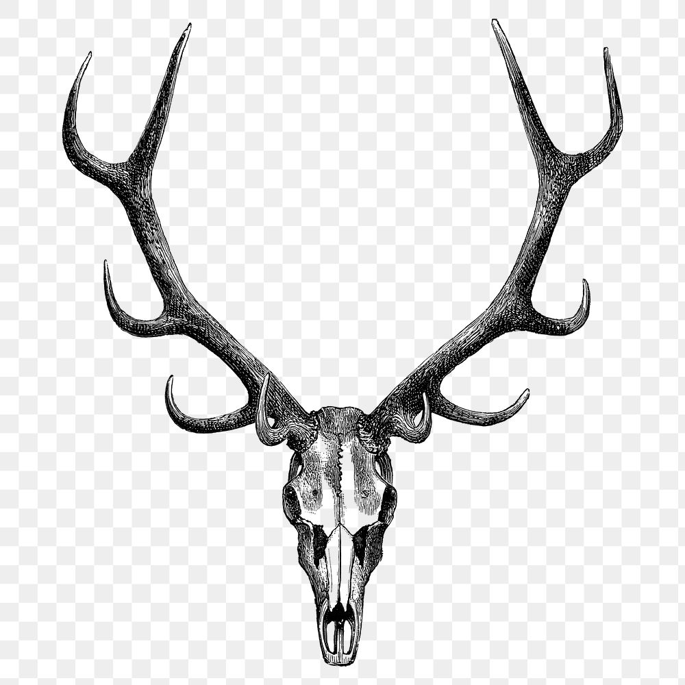 Vintage stag skull png sticker, | Premium PNG - rawpixel