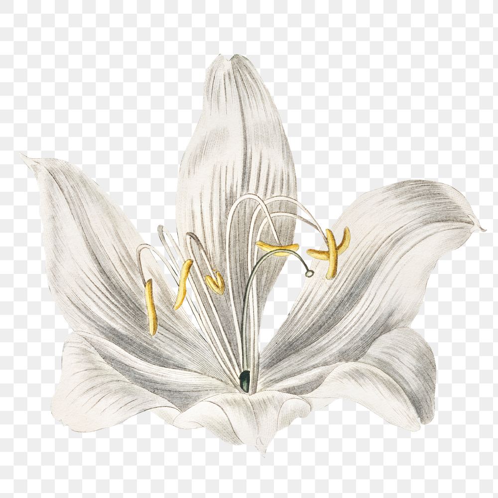 Vintage white cape–coast lily flower | Free PNG Sticker - rawpixel